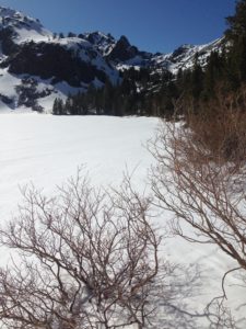 A Snow Covered Plain With Dried Twigs