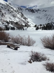 A Snow Covered Plain With Wild Bushes