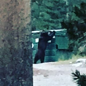 A Bear Climbing at the Dumpster