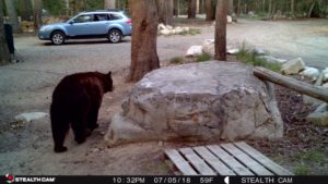 A Bear Walking at the Side of a Stone