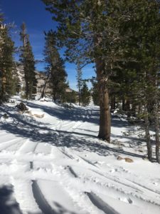 A Snow Layer Plain With Pine Trees