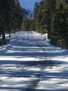 A Snow Cleared Pathway Between Trees