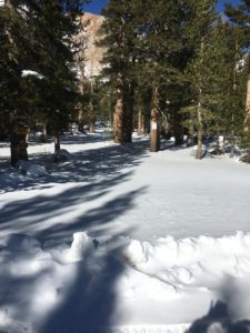 Lodgepole at VL Road Covered in SNow