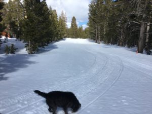 a dog lying on the snow covered road