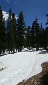 view of the snow covered road and trees around it