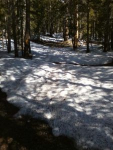 view of a snow covered land and trees