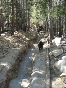 a dog walking on the side of a pipeline