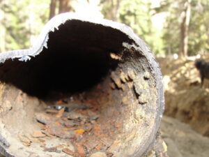 Inside of pipe near top of Pinecrest