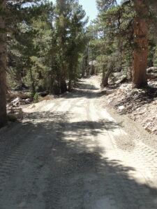 view of the Tip Top road base and trees