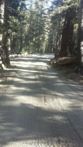 Pinecrest road base material and trees around