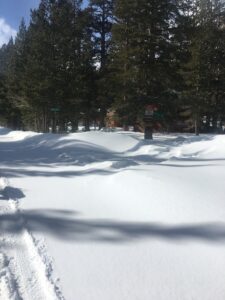 Snow and trees at VL Road at Lodgepole