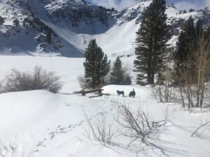 Two Dogs on the snow at Big Virginia Lake