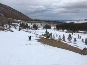 two dogs on the snow covered ground