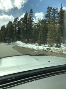 VL Rd. at Lodgepole Trees View from car