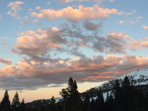 beautiful view of trees and the sky