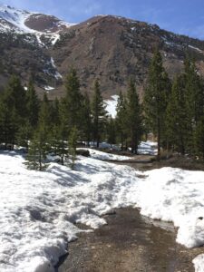 view of a road covered with snow and trees