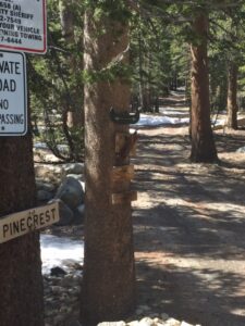 closeup shot of a tree at Pinecrest at VL Rd