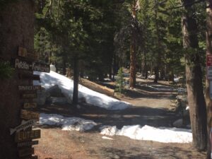 view of trees and snow on the ground