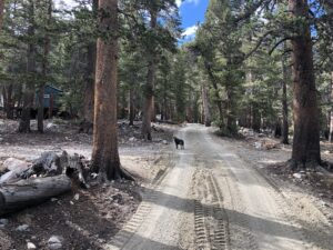 a dog on the road in the forest area