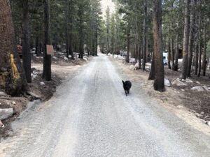 a dog walking on the Road base