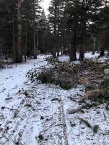 Tree down by pump house on road