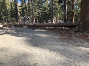 Tree down Tip Top and old Rd off VL Rd