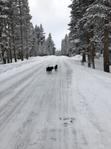 two dogs on the snow covered road