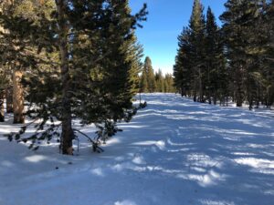 A Snow Covered Plain and Trees at Tamarack