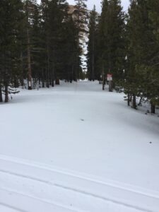 An Easy Street With Pine Trees Around