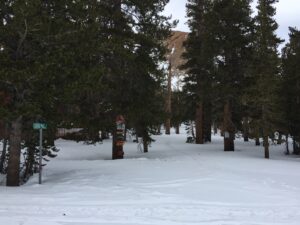 A Lodge Pole Board in Green Color