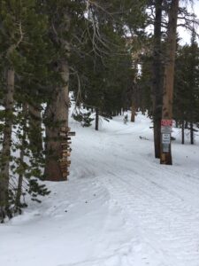 A Snow Covered Tamarack With Warning Signs