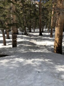 Pine Crest With a Snow Covered Plain