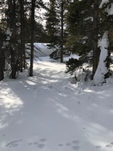 Snow Buried Cabin on Pine Crest