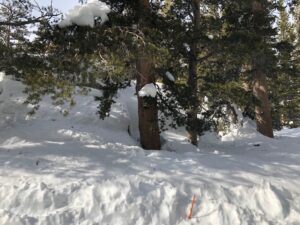 A cabin buried in snow behind the tree