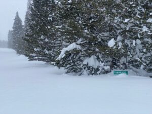 Tamarack Road sign under a tree