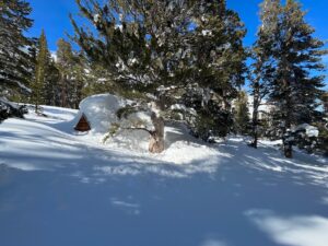 Cabin on VL Road surrounded by trees