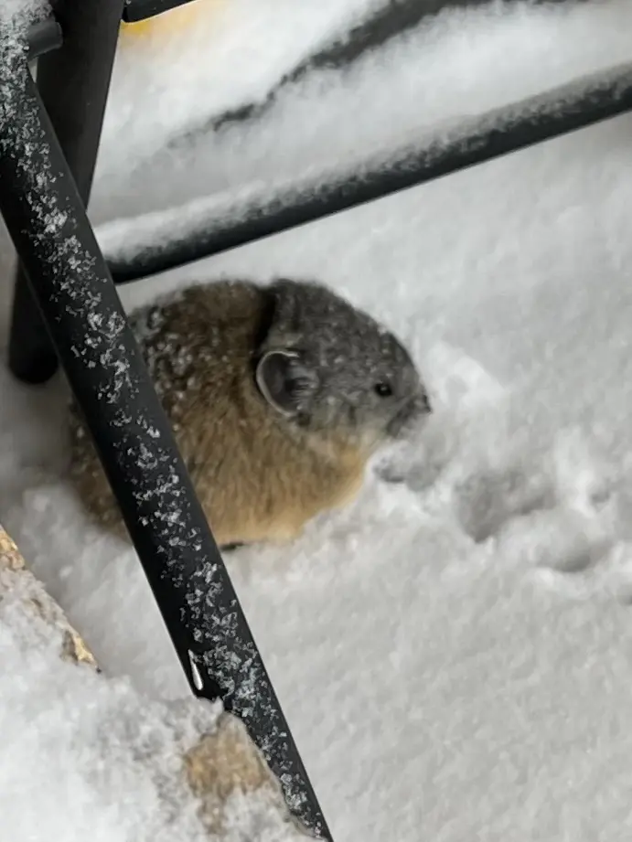 American Pika in snow