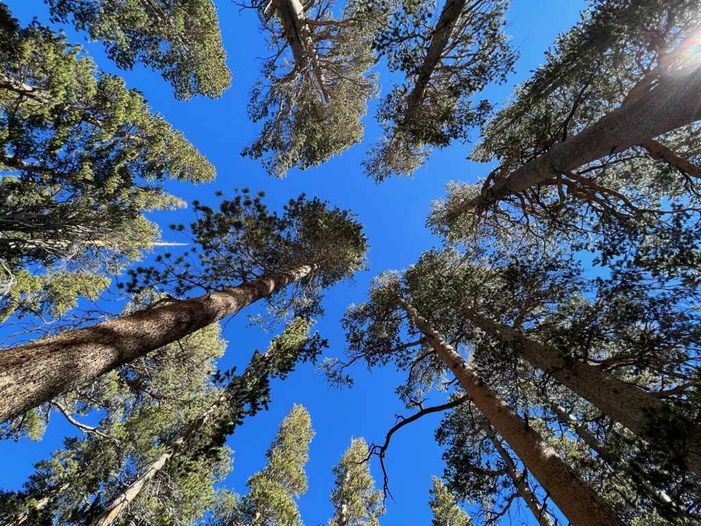 Lodgepole pines and blue sky