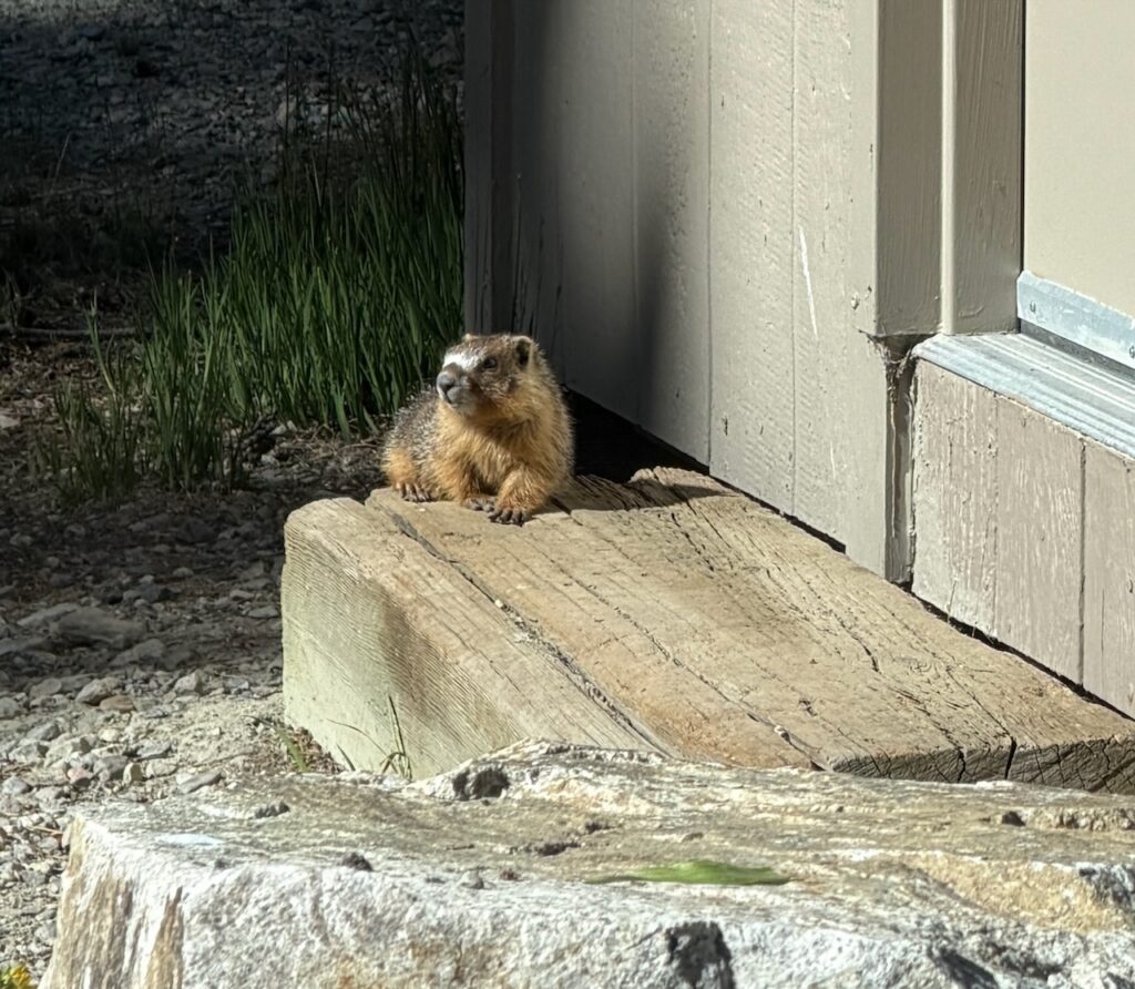 A marmot that has taken residency under the solar pump house.