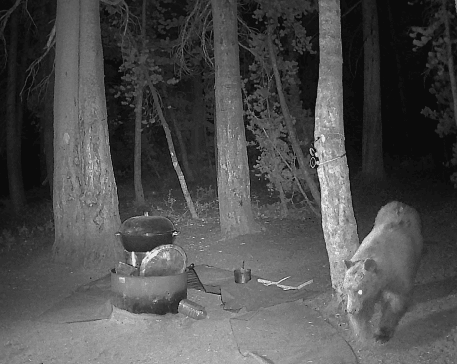 Bear in the campground